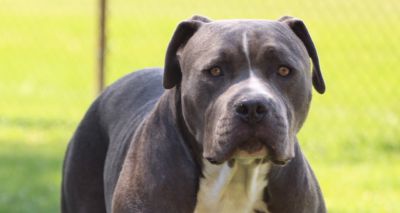 Government reminds XL bully owners of next deadline